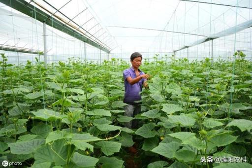 这个药还能杀100多种害虫（这个药还能杀100多种害虫（30年不老）