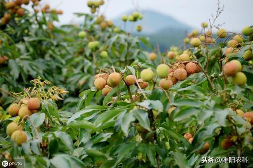 这个药还能杀100多种害虫（这个药还能杀100多种害虫（30年不老）